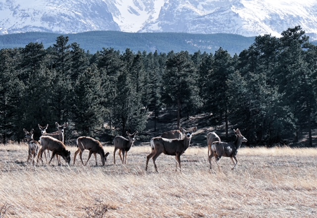 Ultimate Guide To Zion National Park - American Woman