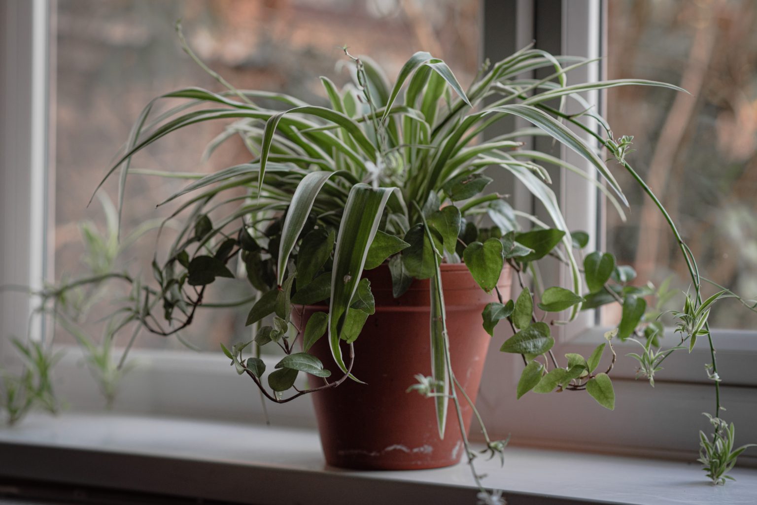 10 Indoor Plants That Improve Air Quality and Boost Your Mood