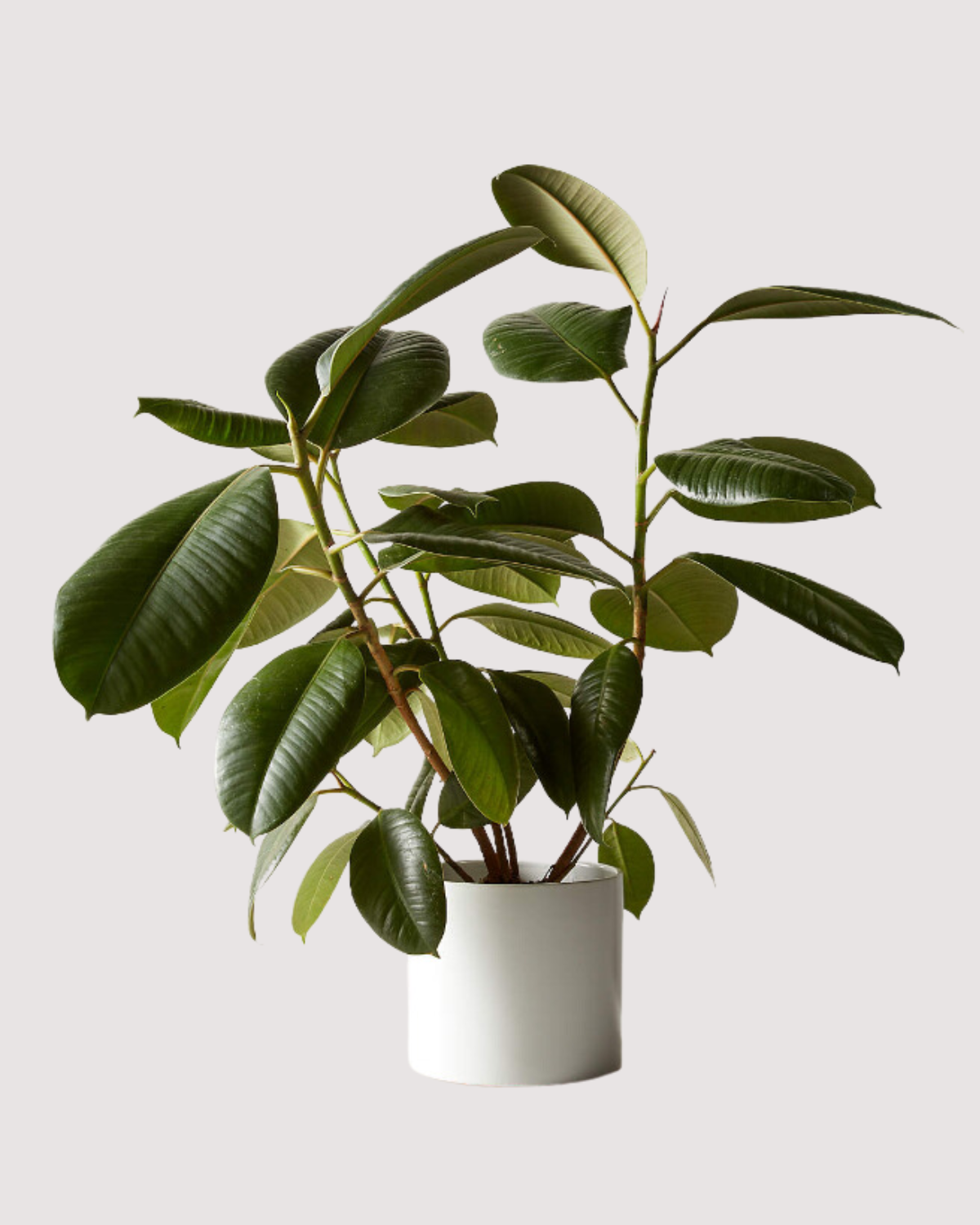 Keep Your Indoor Air Clean and Fresh by Adding Indoor Plants