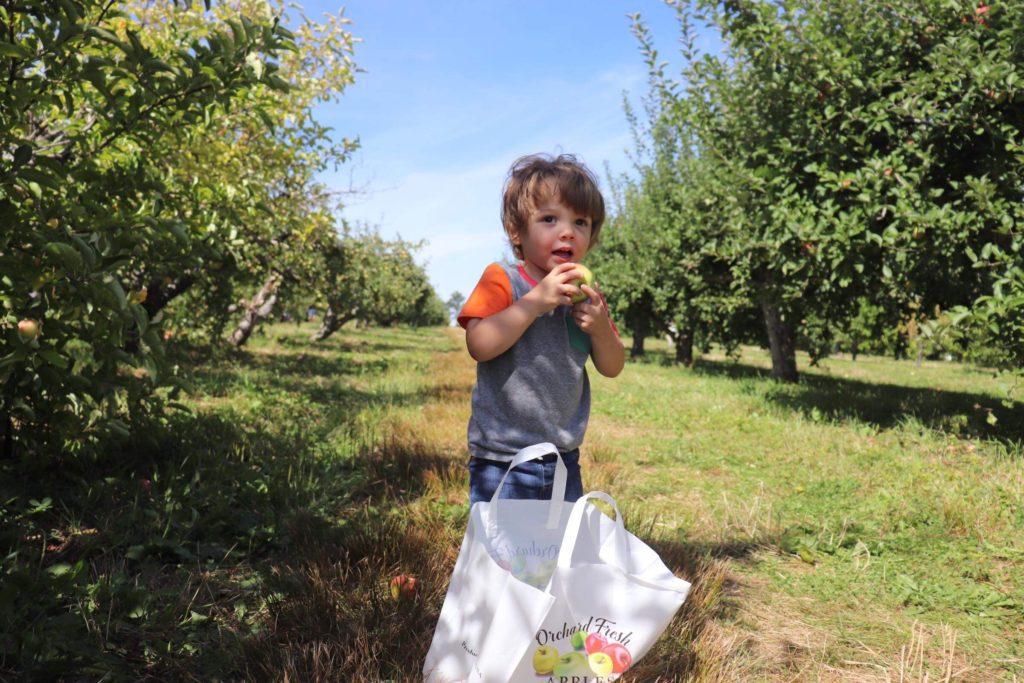 kid apple picking