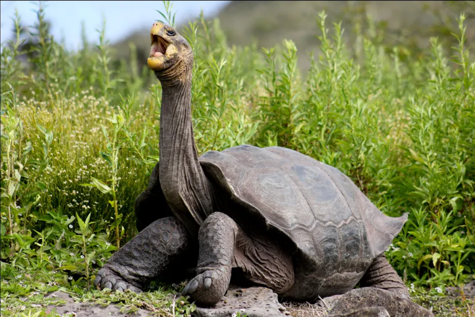 giant tortoise Galapagos