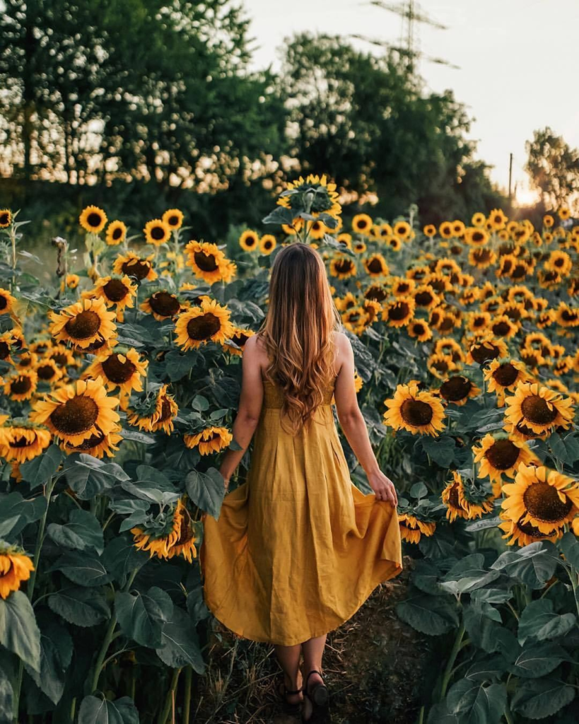 sunflower field photoshoot girl