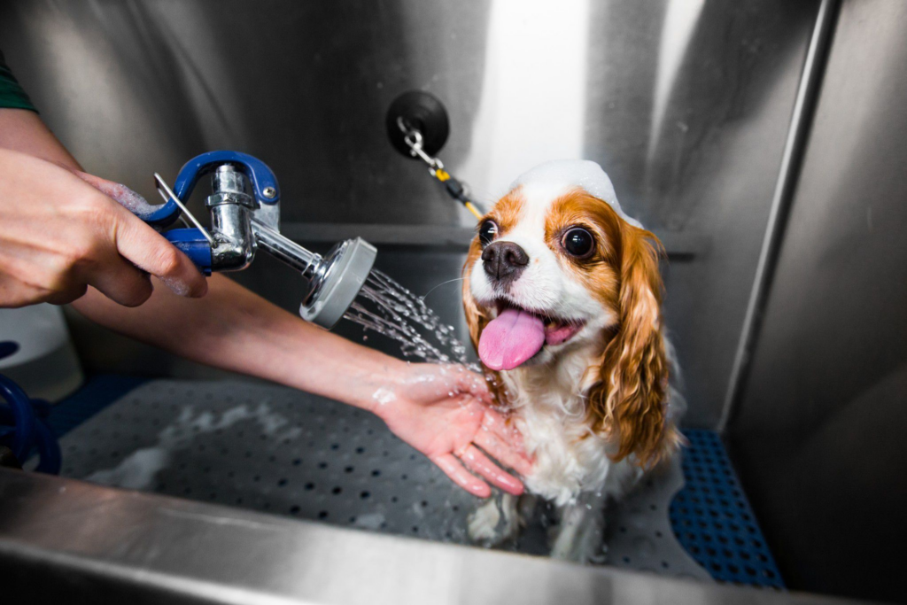 dog taking a bath smelling good