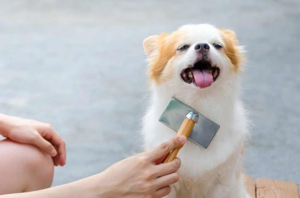 How To Make Your Dog Smell Good After A Bath