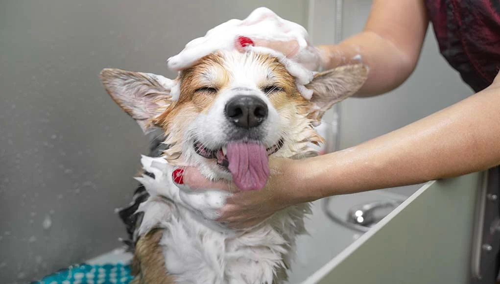 dog taking a bath smelling good