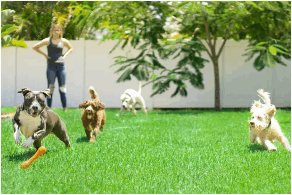 dog friendly backyard
