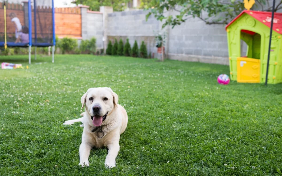10 Dog-Friendly Backyard Ideas on a Budget