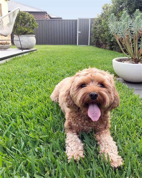 dog friendly backyard ideas on a budget. dog in the backyard